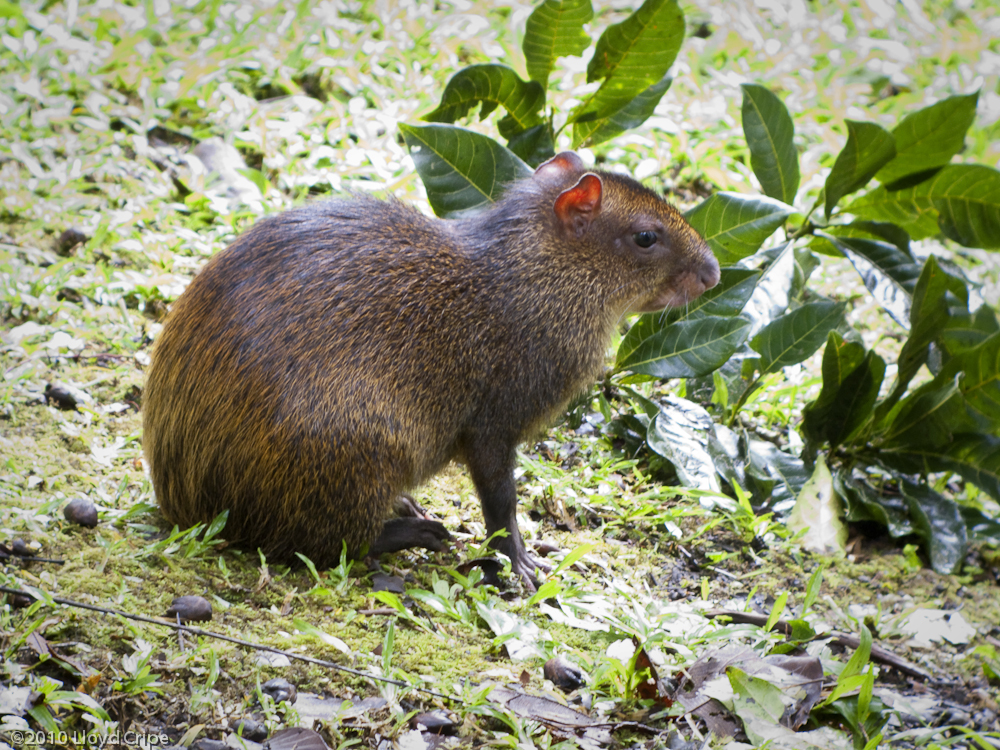 Agouti